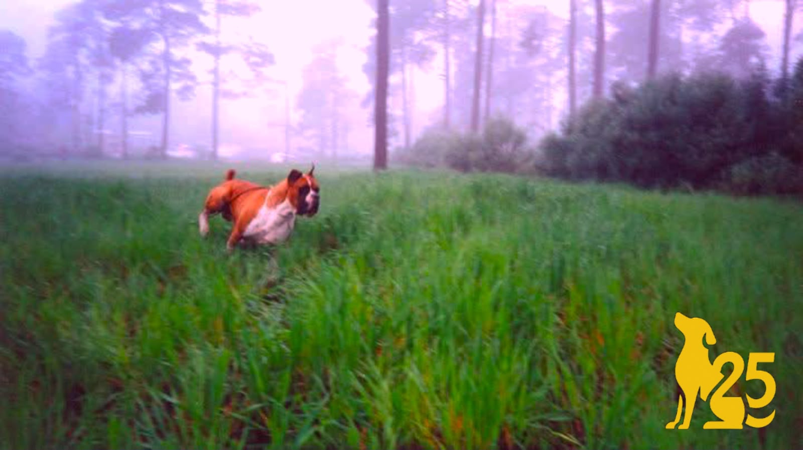 Perro bóxer corriendo libre en un campo con niebla