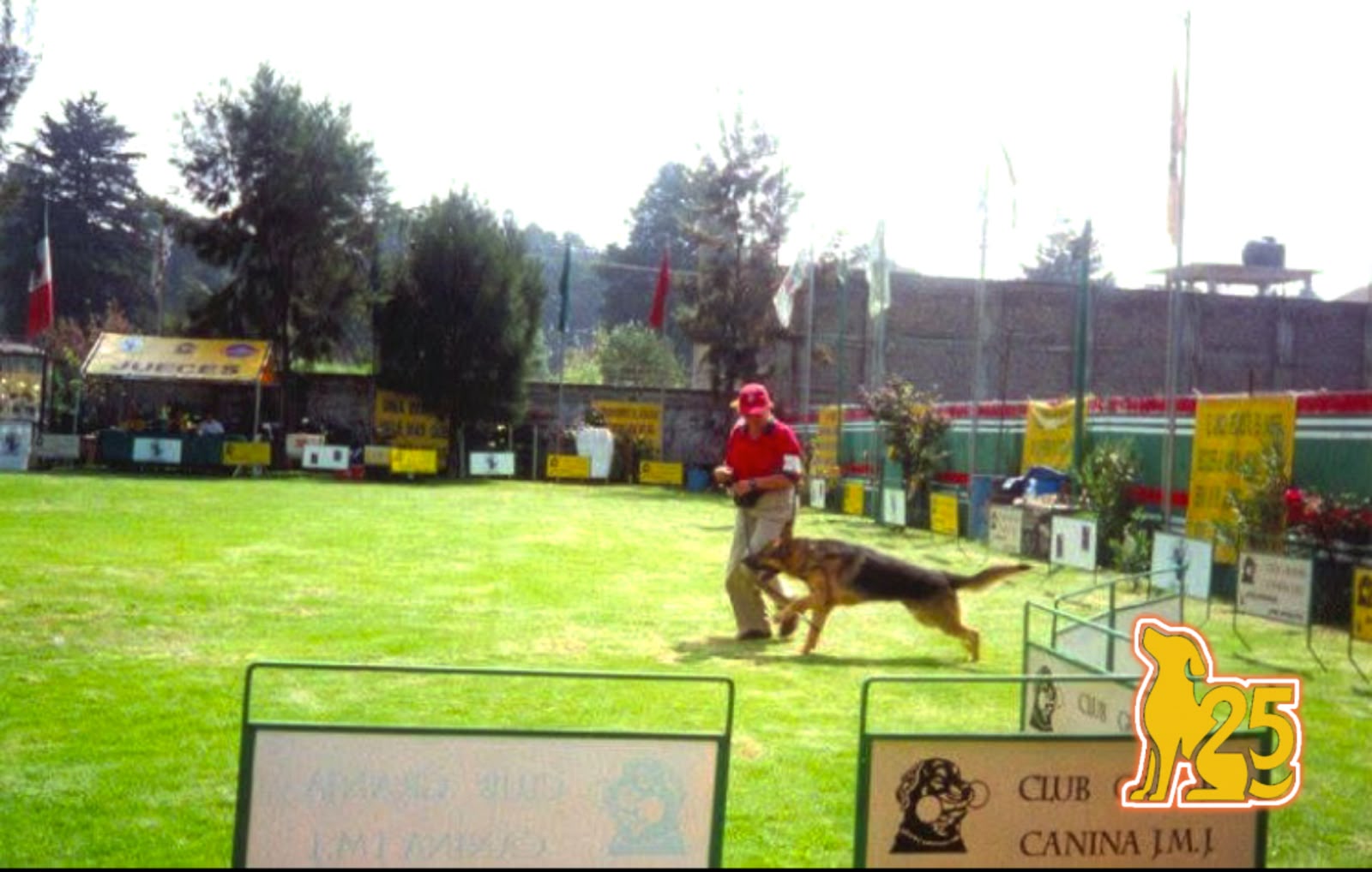 Pastor alemán durante una prueba de obediencia en competencia
