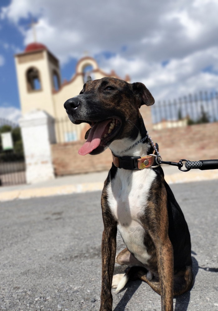 Perro con collar y correa sentado frente a una capilla en Saltillo